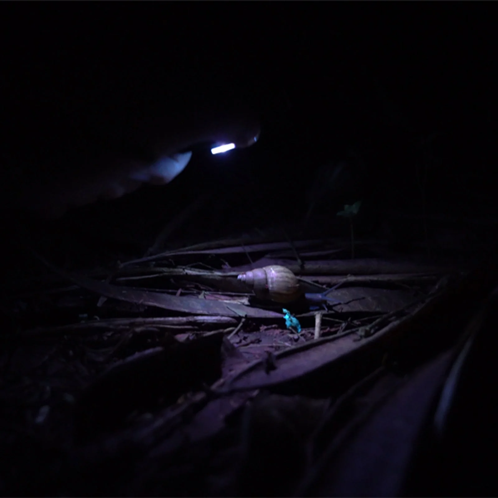 Angel Eyes E90 Flashlight - Image 8